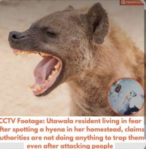 It isn't uncommon for lions, leopards, hyenas, buffaloes, zebras, giraffes, monkeys, porcupines and other wild animals to be spotted roaming freely in residential areas such as Lang'ata, Karen, Olkeri, Oloolua, Ngong, Lukenya and Ongata Rongai that are close to Nairobi National Park, Oloolua Forest and Ngong Hills Forest.