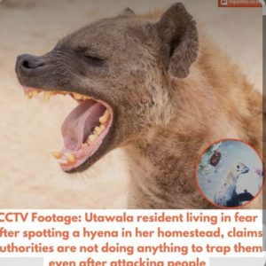How to protect yourself from wildlife attack during heavy rains or extended dry season