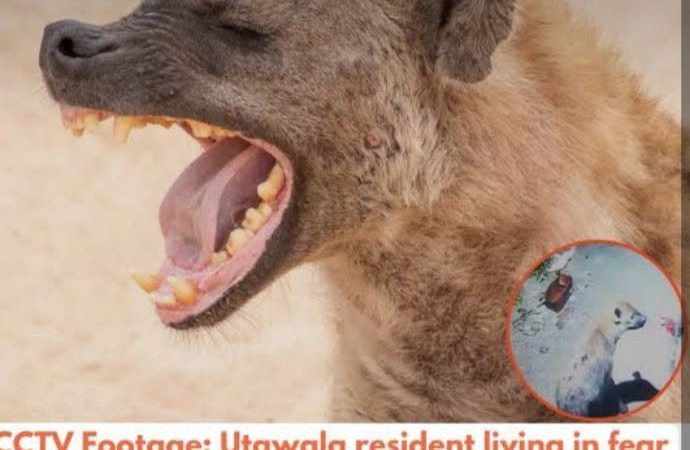 How to protect yourself from wildlife attack during heavy rains or extended dry season