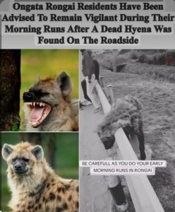 It isn't uncommon for lions, leopards, hyenas, buffaloes, zebras, giraffes, monkeys, porcupines and other wild animals to be spotted roaming freely in residential areas such as Lang'ata, Karen, Olkeri, Oloolua, Ngong, Lukenya and Ongata Rongai that are close to Nairobi National Park, Oloolua Forest and Ngong Hills Forest.